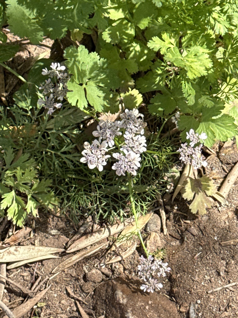 coriander — botanical reference photograph