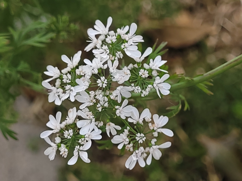 coriander — botanical reference photograph