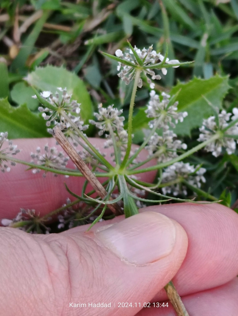 coriander — botanical reference photograph