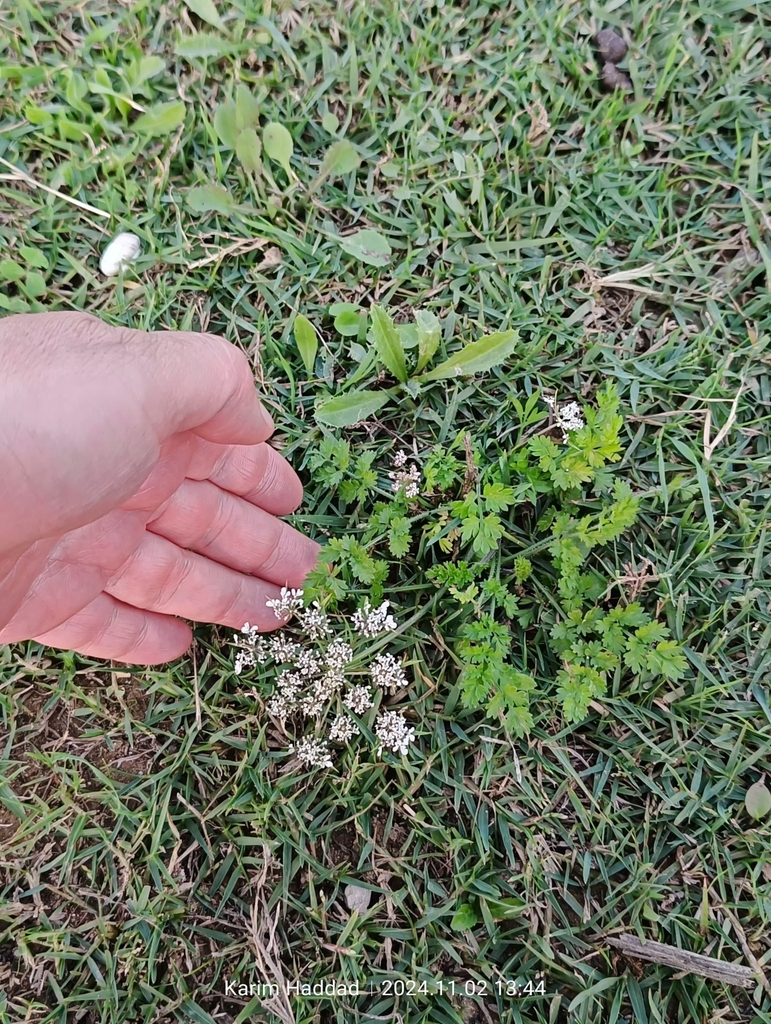 coriander — botanical reference photograph