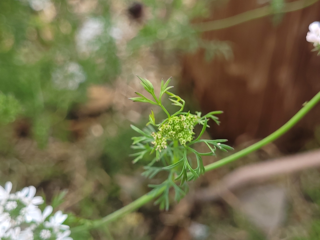 coriander — botanical reference photograph