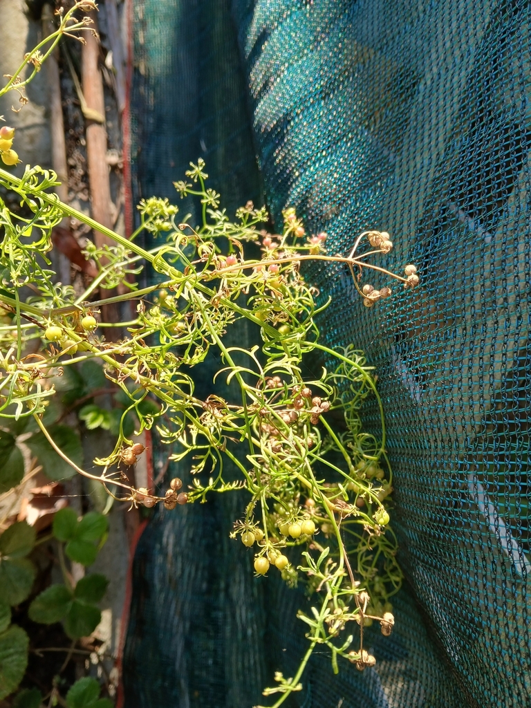 coriander — botanical reference photograph