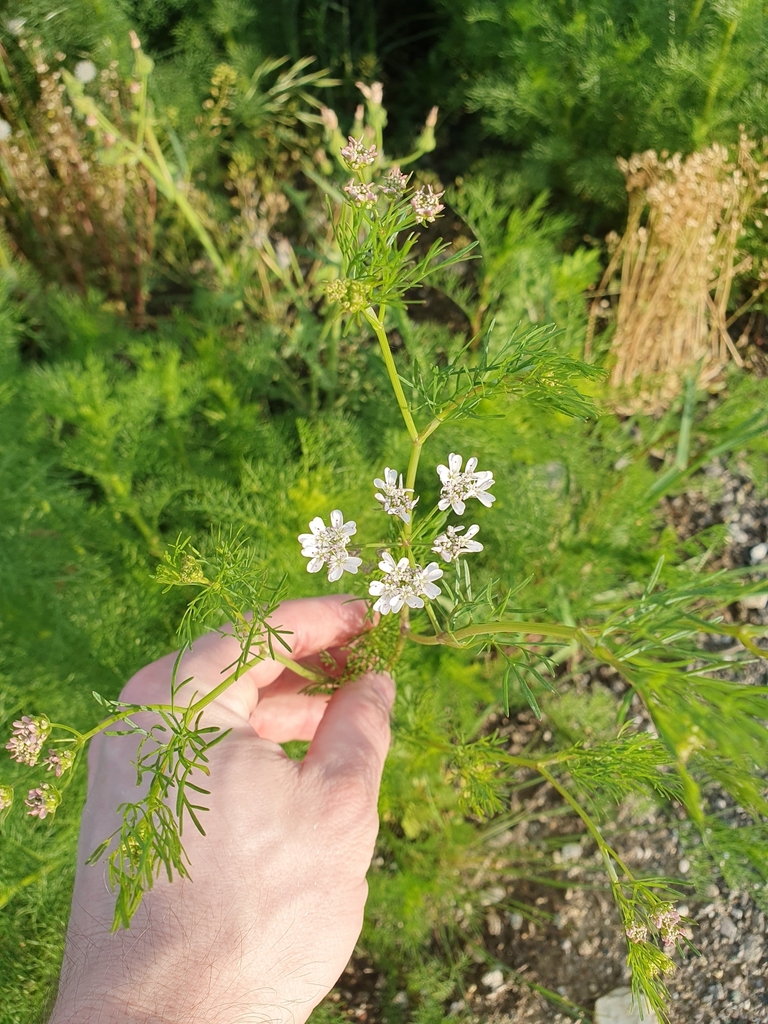 coriander — botanical reference photograph