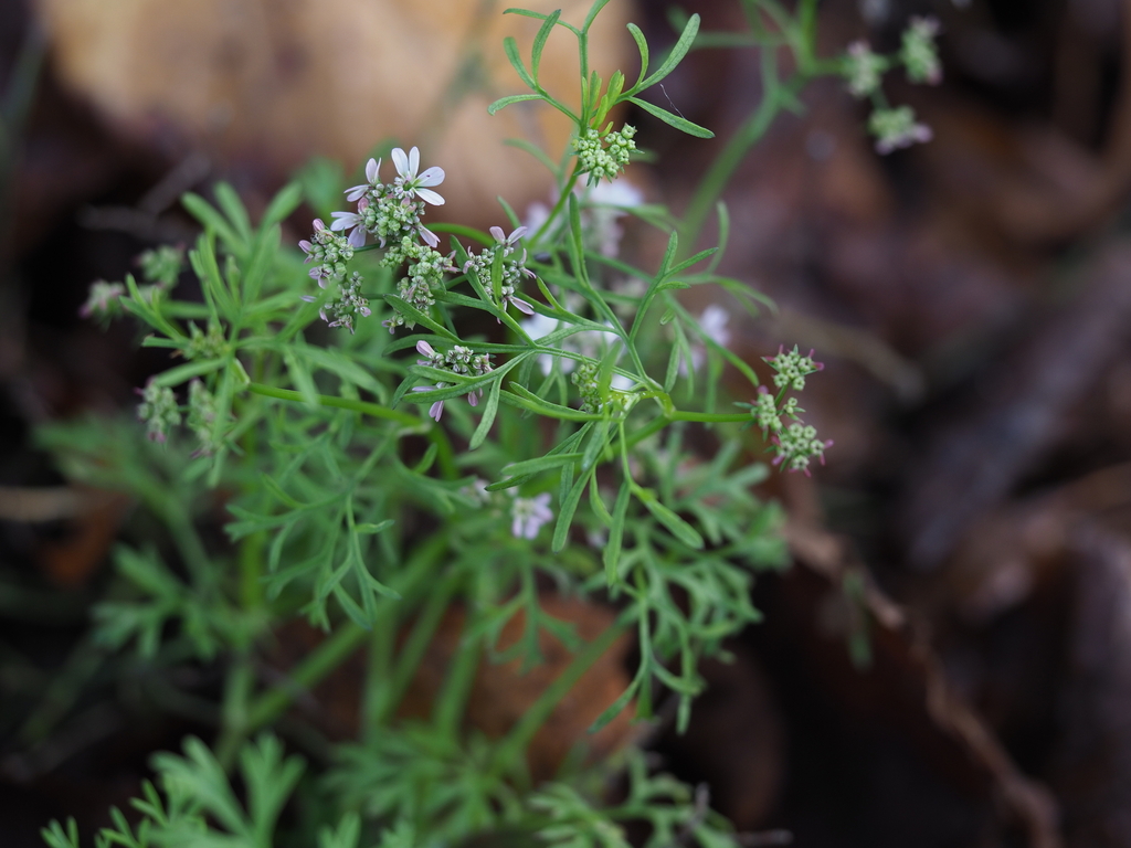 coriander — botanical reference photograph