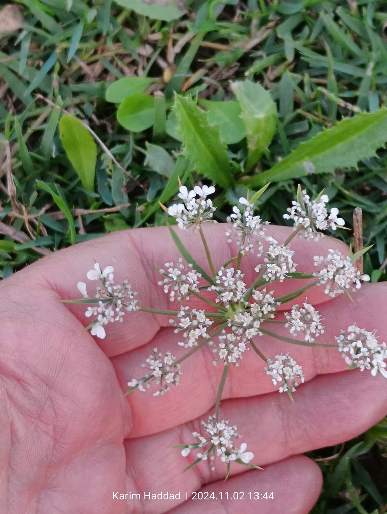 coriander — botanical reference photograph