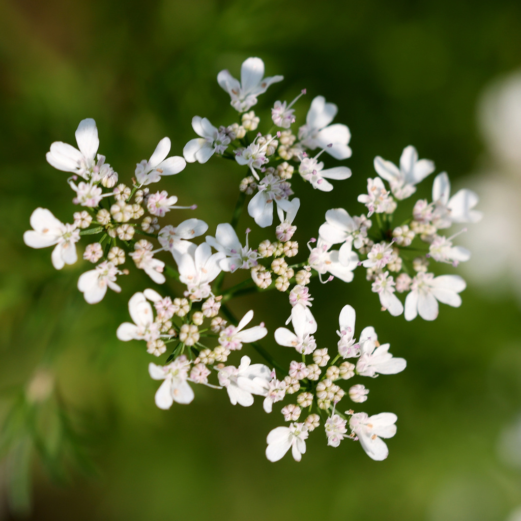coriander — botanical reference photograph