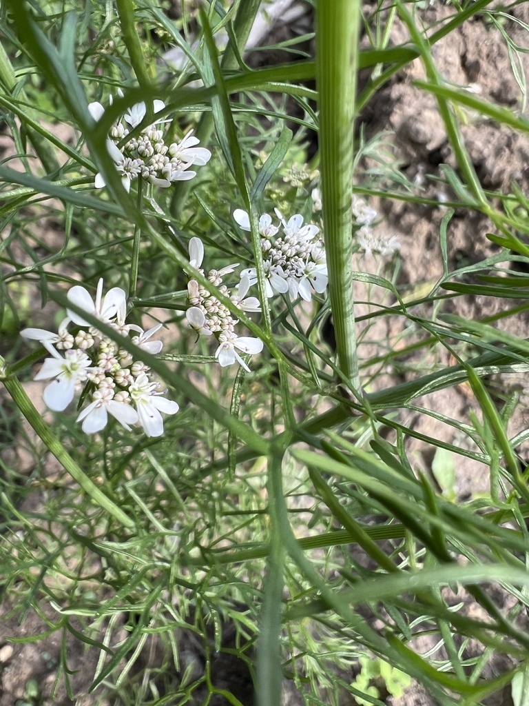 coriander — botanical reference photograph