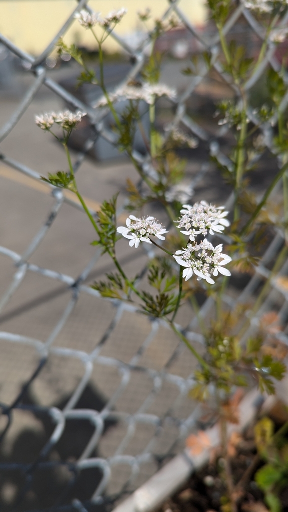 coriander — botanical reference photograph