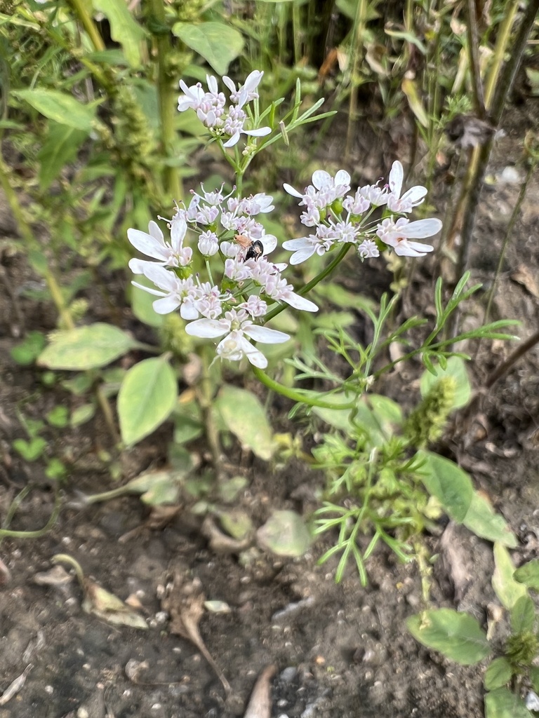 coriander — botanical reference photograph