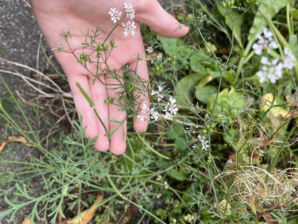 coriander — botanical reference photograph