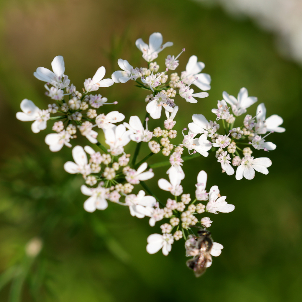 coriander — botanical reference photograph