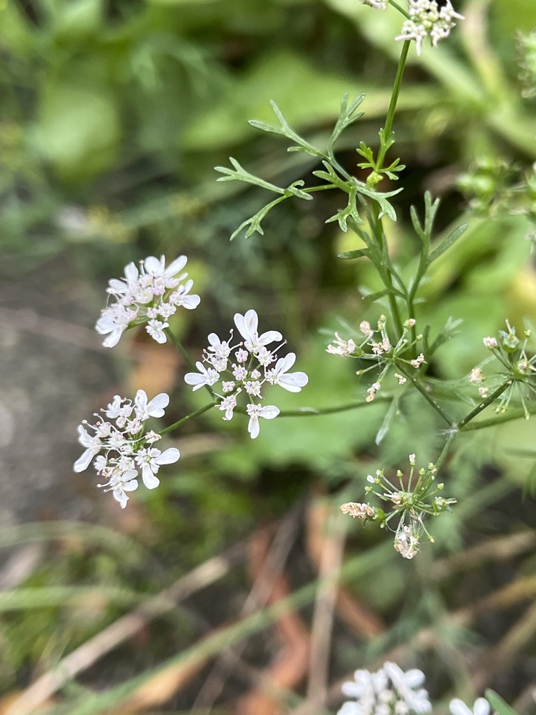 coriander — botanical reference photograph
