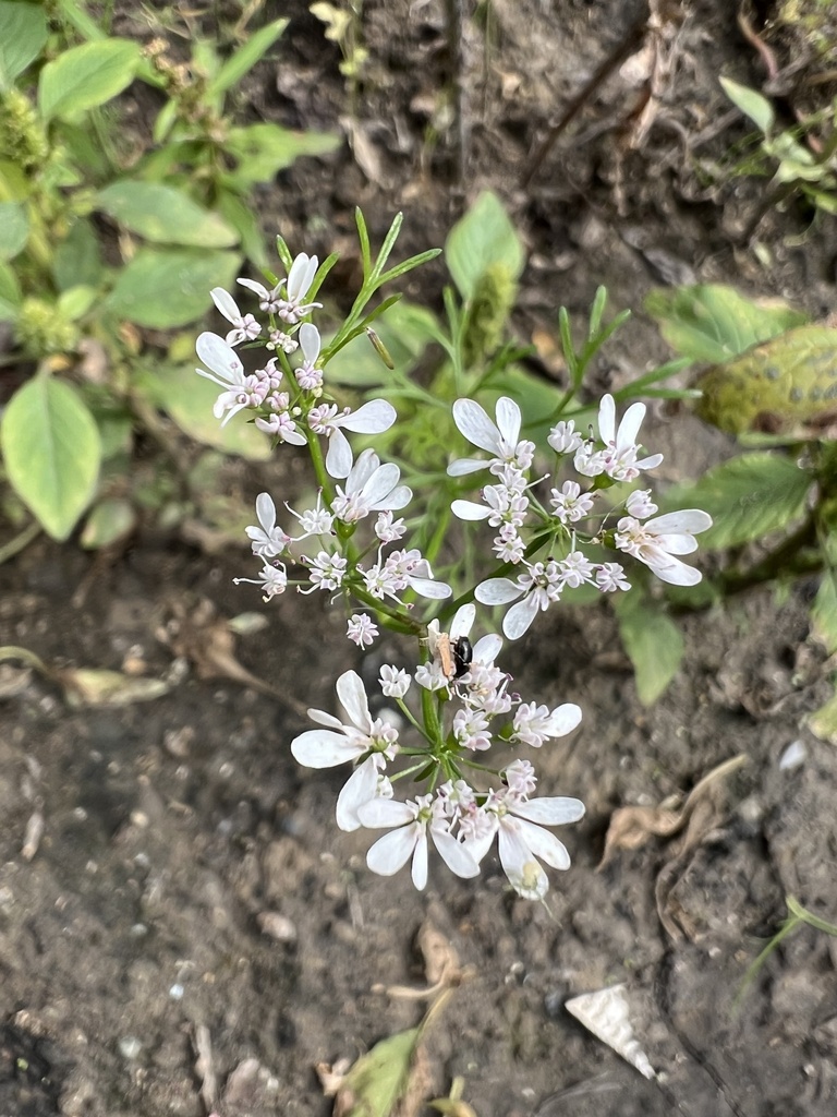 coriander — botanical reference photograph