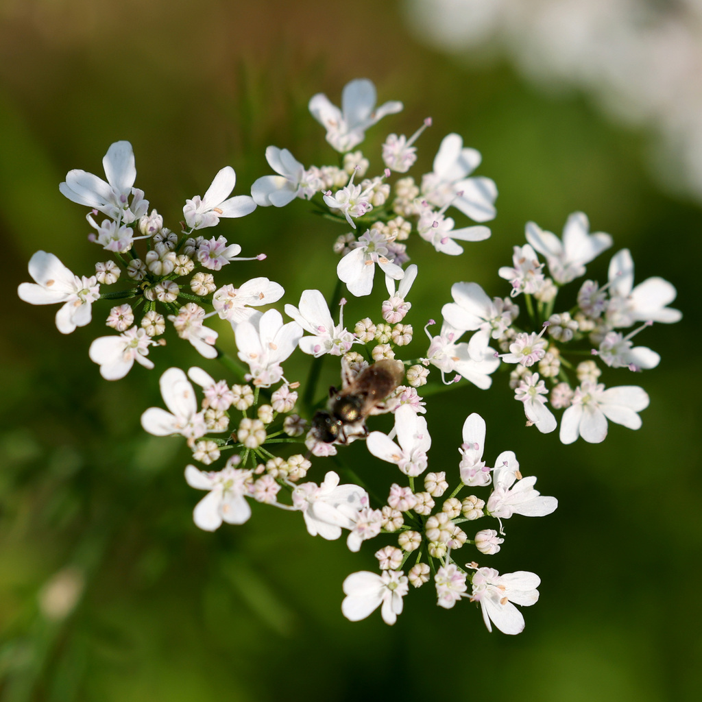 coriander — botanical reference photograph