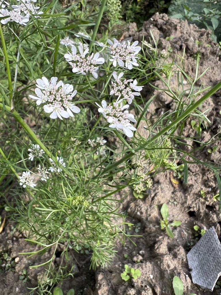 coriander — botanical reference photograph