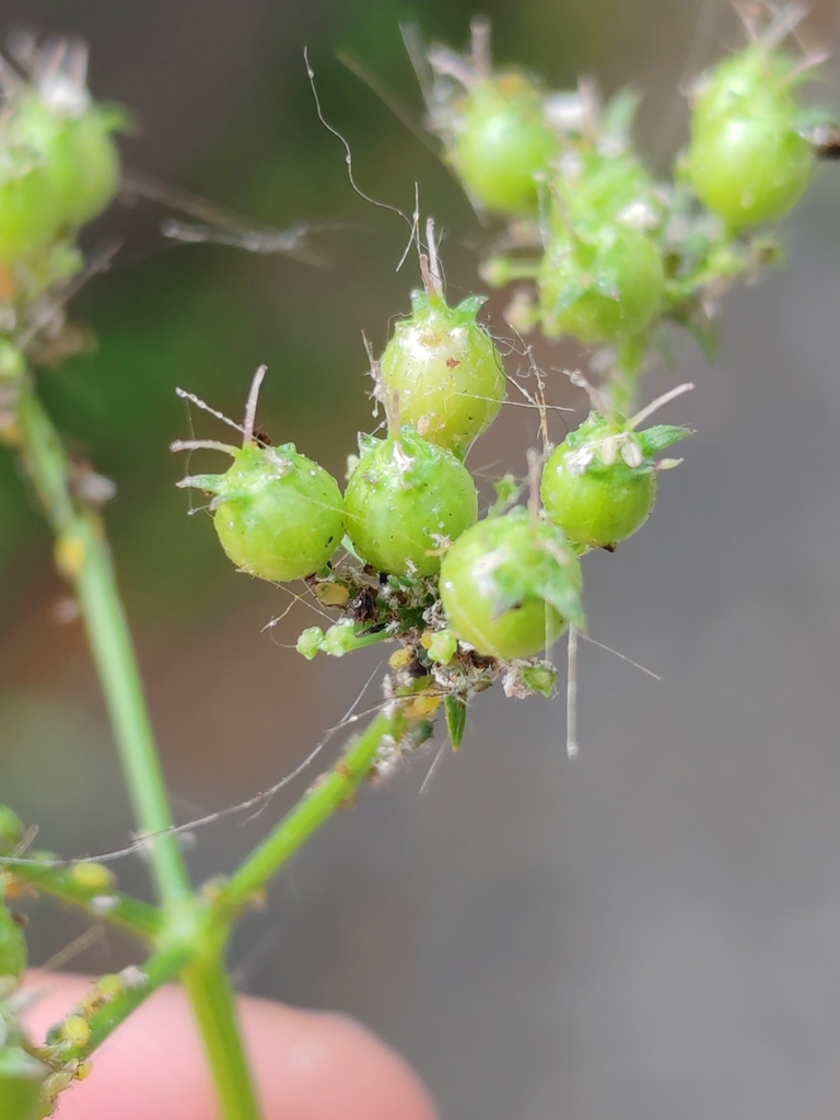 coriander — botanical reference photograph