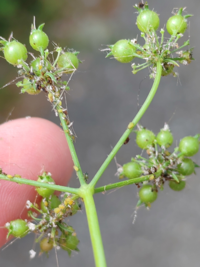 coriander — botanical reference photograph