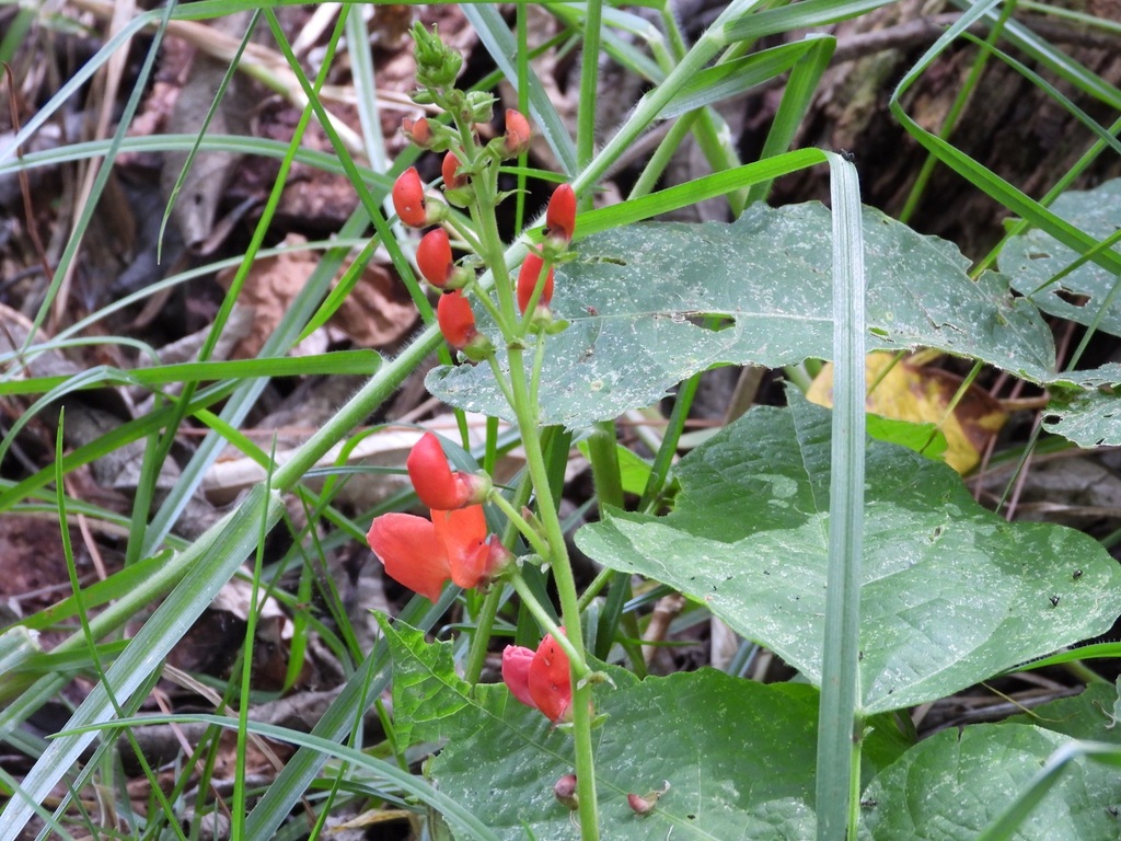 Runner bean — botanical reference photograph
