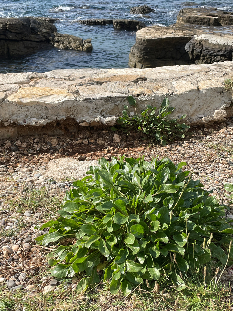 sea beet — botanical reference photograph