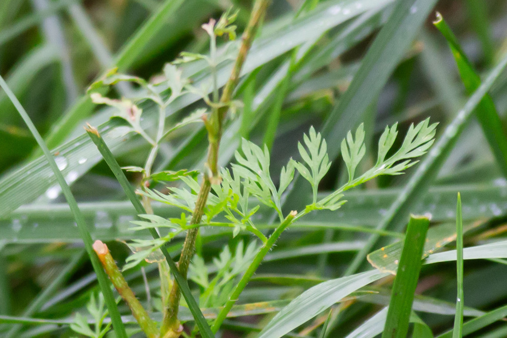 wild carrot — botanical reference photograph