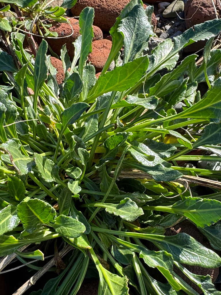 sea beet — botanical reference photograph