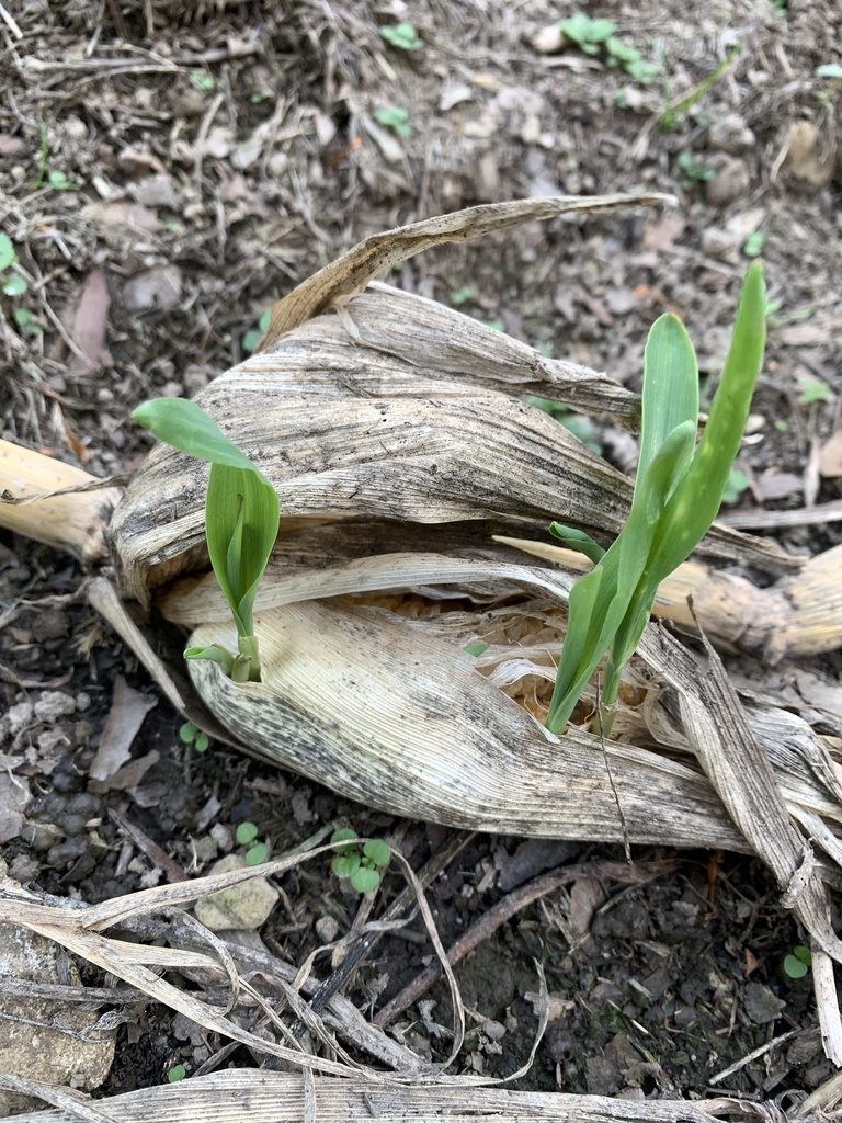sweet corns — botanical reference photograph