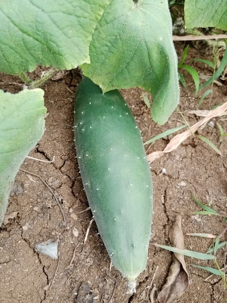 Cucumber — botanical reference photograph
