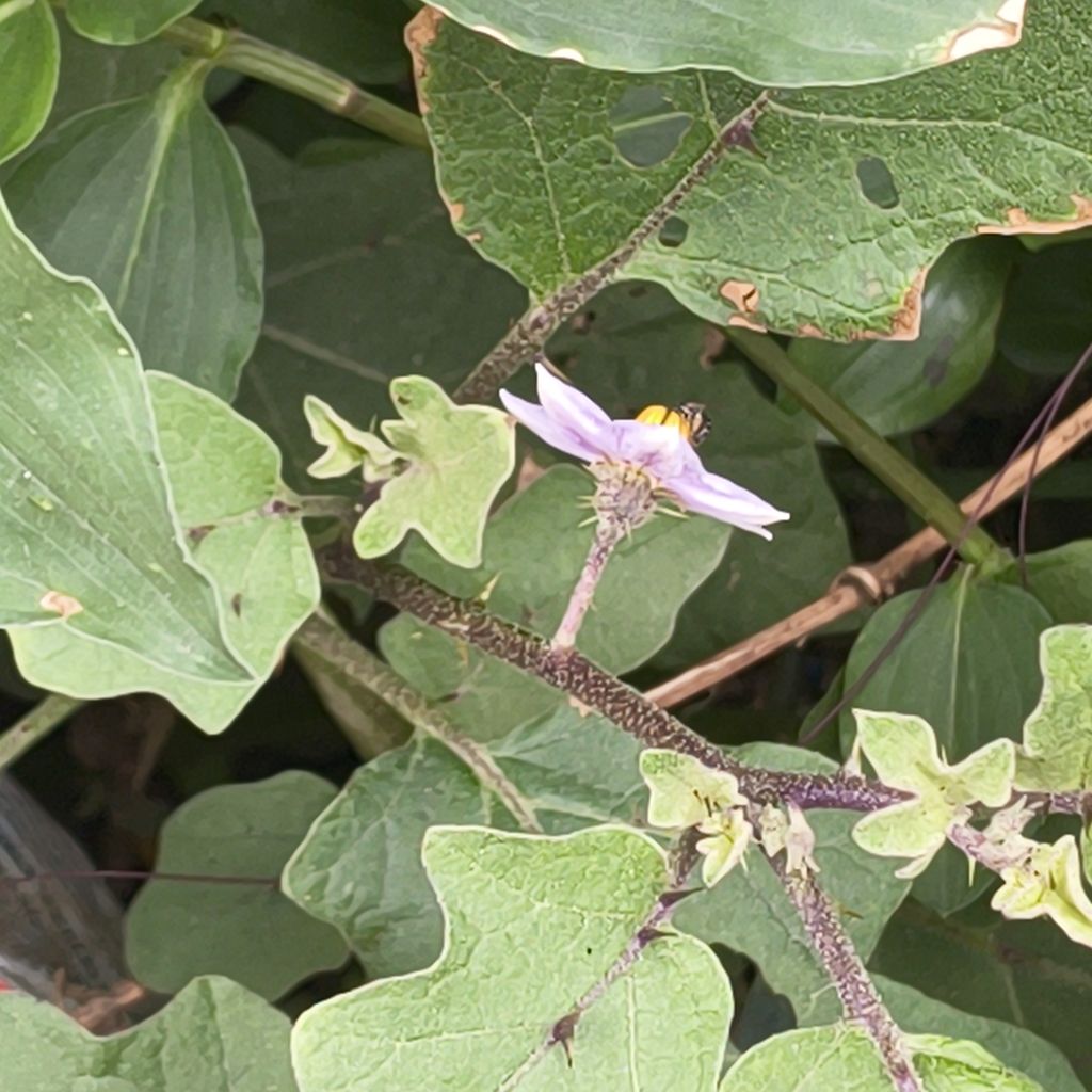eggplant — botanical reference photograph