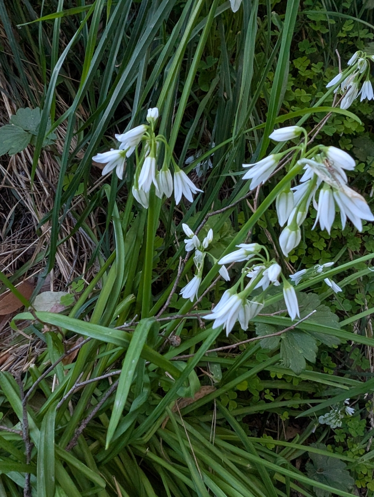 Three-cornered garlic — botanical reference photograph