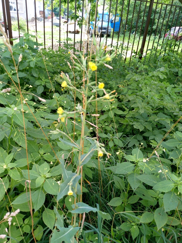 prickly lettuce — botanical reference photograph