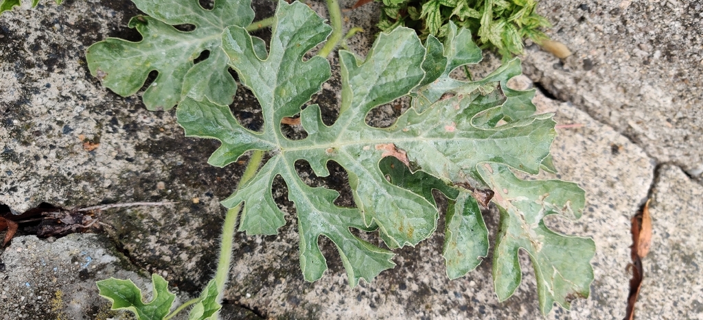 Watermelon — botanical reference photograph