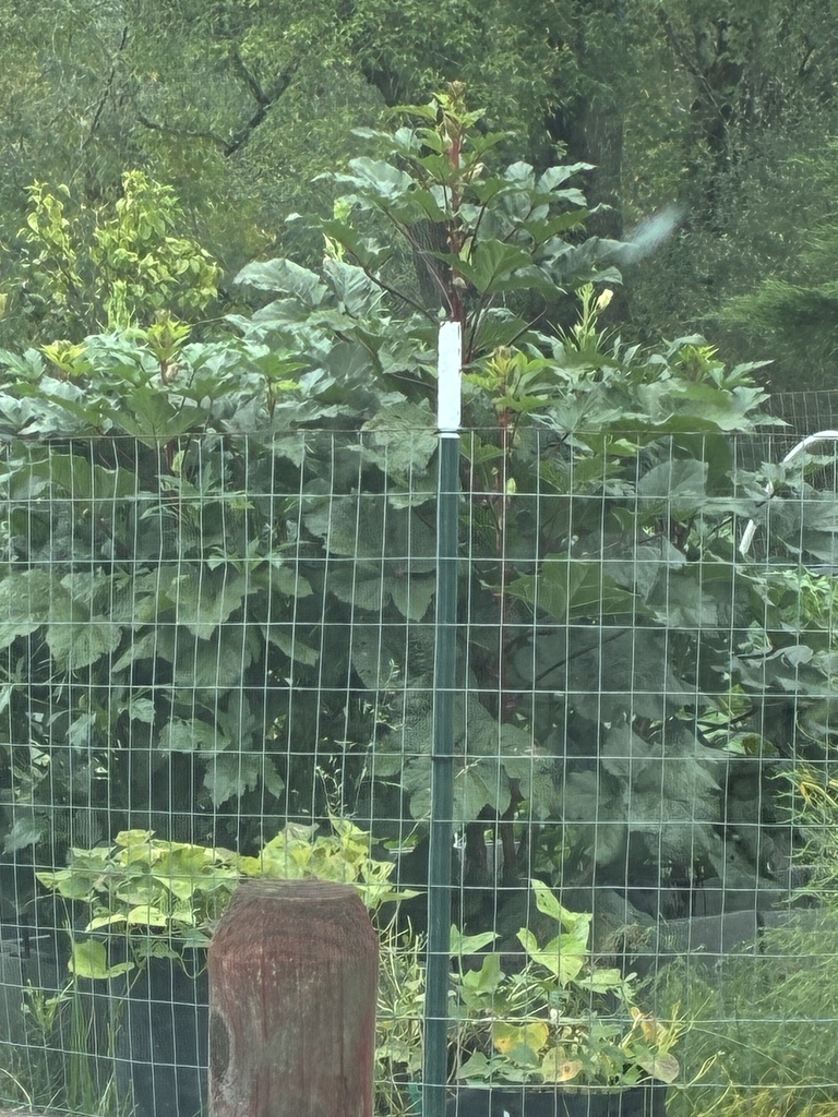 Okra — botanical reference photograph