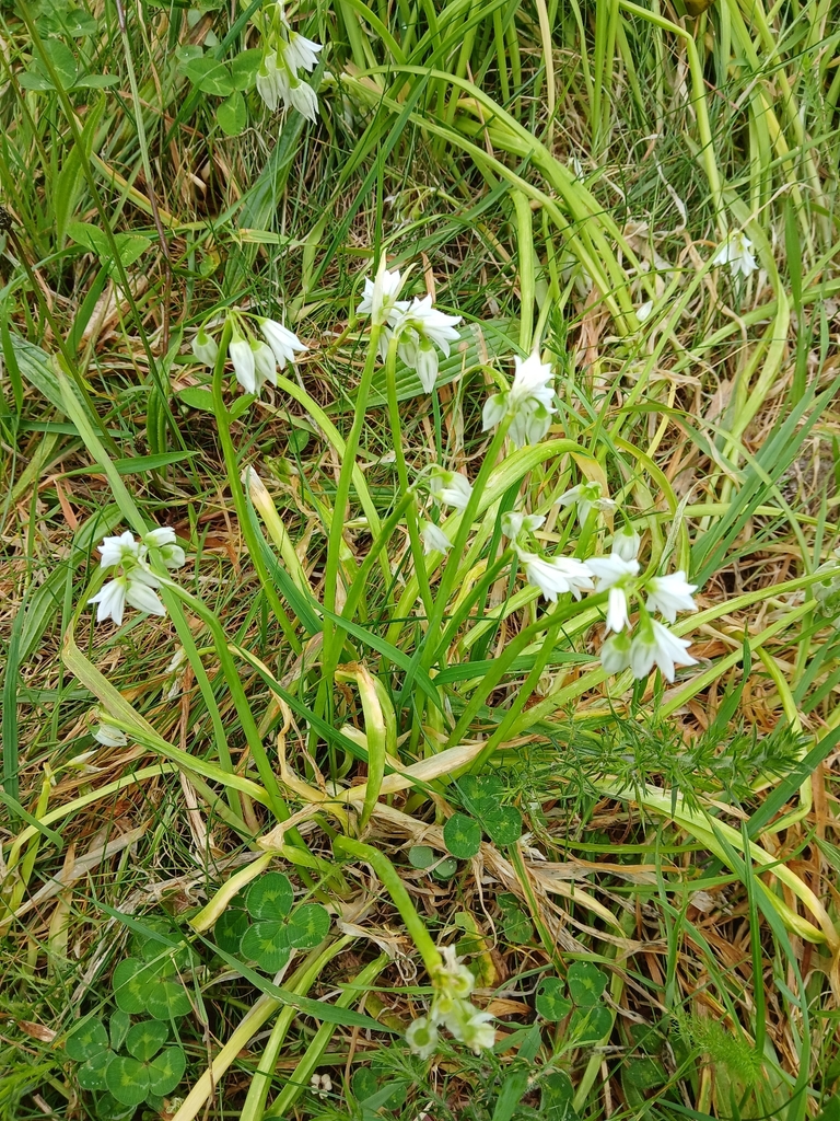 Three-cornered garlic — botanical reference photograph