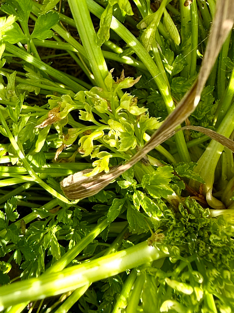 garden parsley — botanical reference photograph