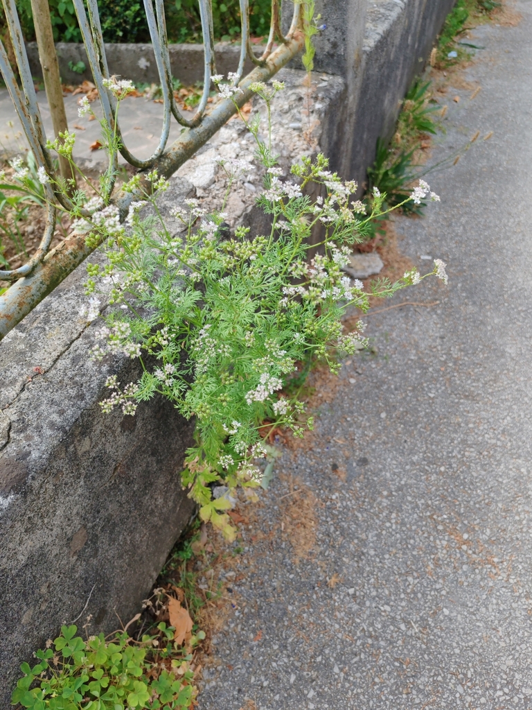 coriander — botanical reference photograph