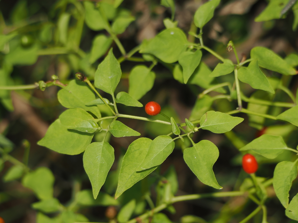 chili pepper — botanical reference photograph