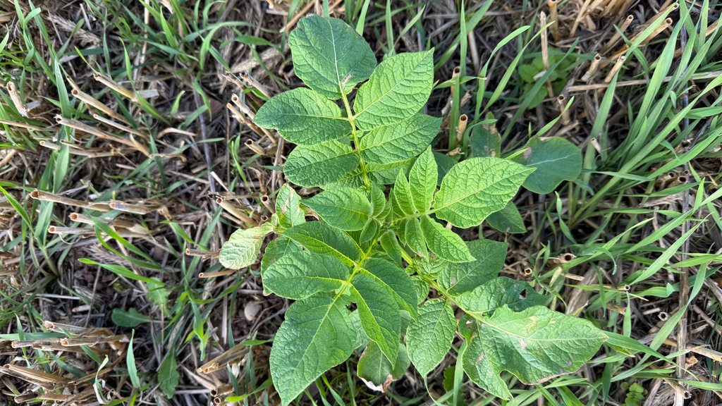 potato — botanical reference photograph