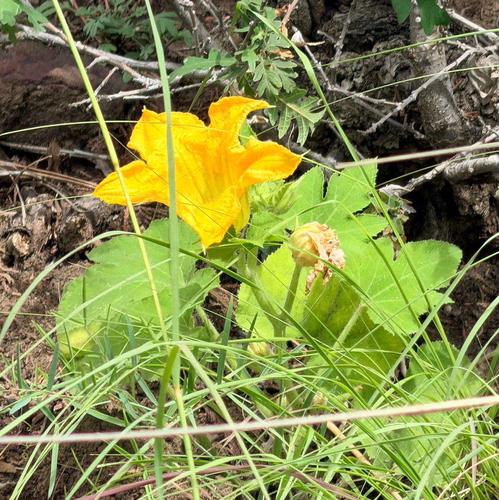 American pumpkin — botanical reference photograph