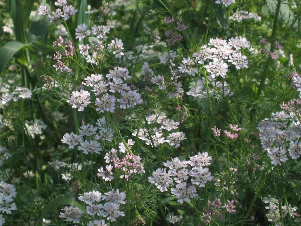coriander — botanical reference photograph